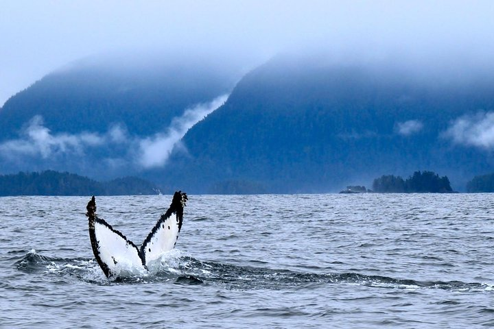 Humpback whale diving down in Eastern Channel